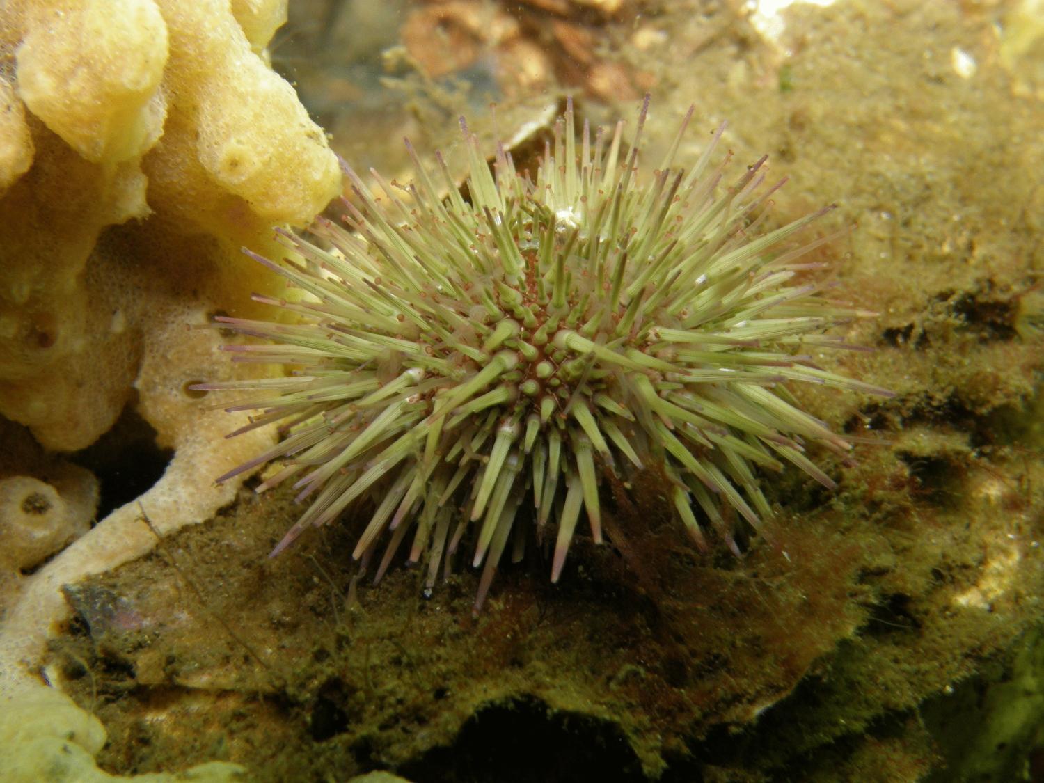 Hofstede Villetta Zonnemaire Buitenkant foto